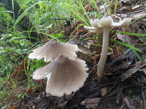 云南野生菌鸡枞菌