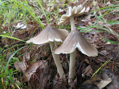 云南野生菌鸡枞菌