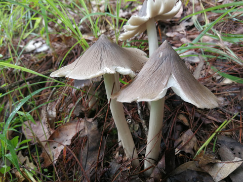 云南野生菌鸡枞菌