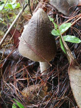 云南野生菌鸡枞菌