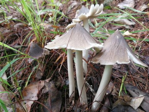 云南野生菌鸡枞菌