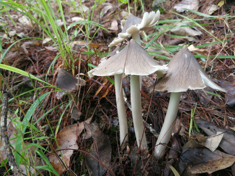 云南野生菌鸡枞菌