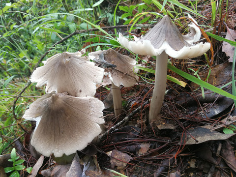 云南野生菌鸡枞菌