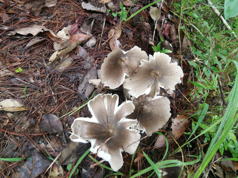 云南野生菌鸡枞菌