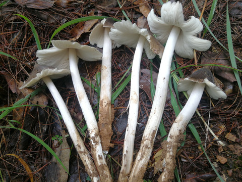 云南野生菌鸡枞菌