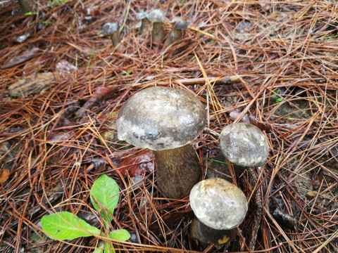 野生牛肝菌