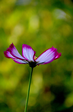 格桑花