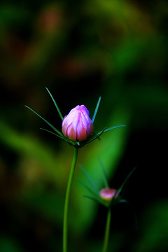 格桑花