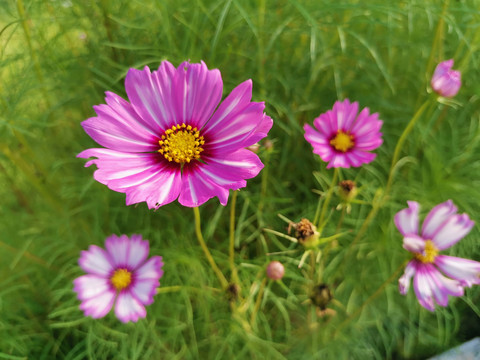 格桑花