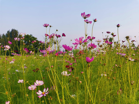 格桑花海