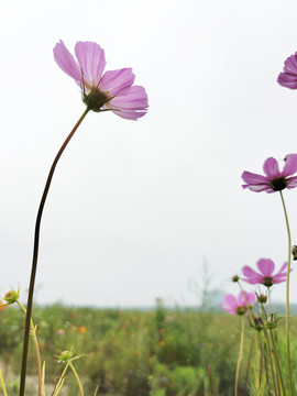 鲜花