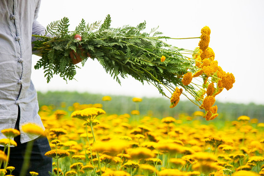 花卉种植蓍草