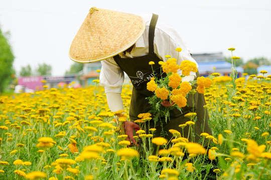 农业种植蓍草