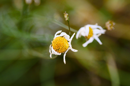 洋甘菊