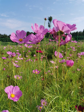 格桑花