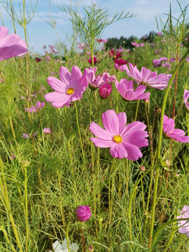 格桑花