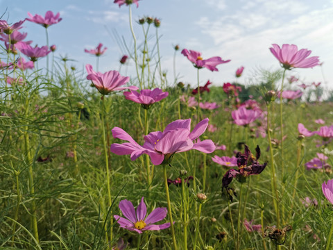 格桑花海