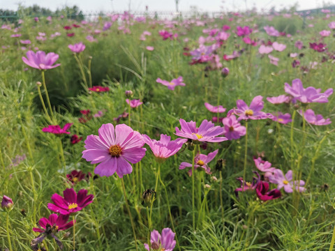 格桑花海