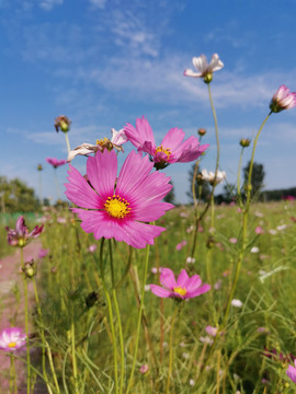 格桑花海