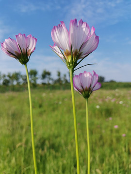 格桑花