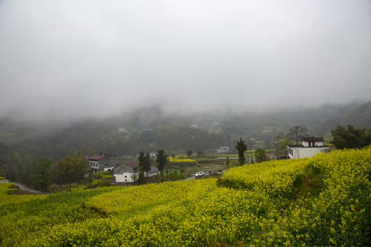 油菜花