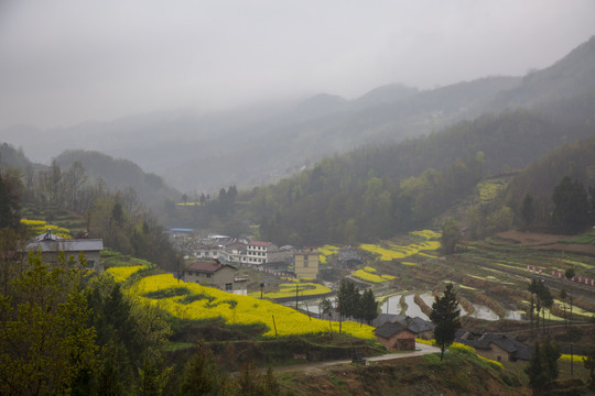 油菜花