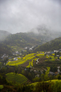 陕南油菜花