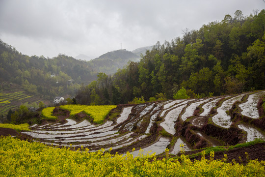 陕南油菜花