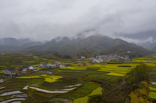 陕南油菜花