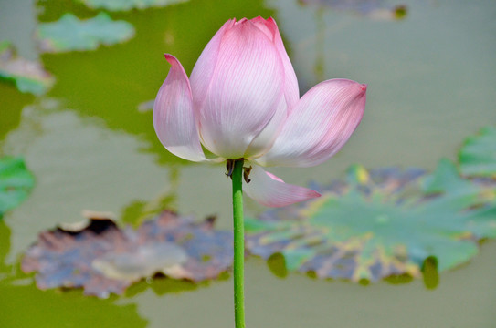 荷花特写