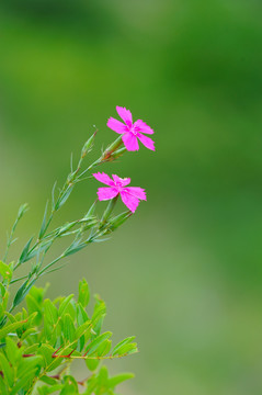 石竹花两朵小红花