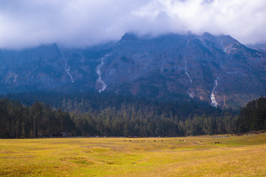 高山牧场