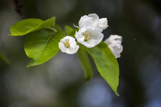 海棠花开