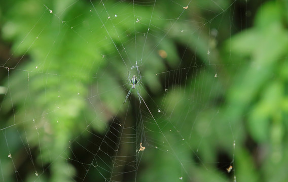 网中的蜘蛛