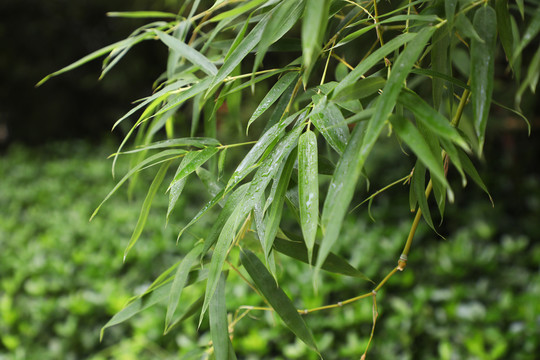 雨后竹叶