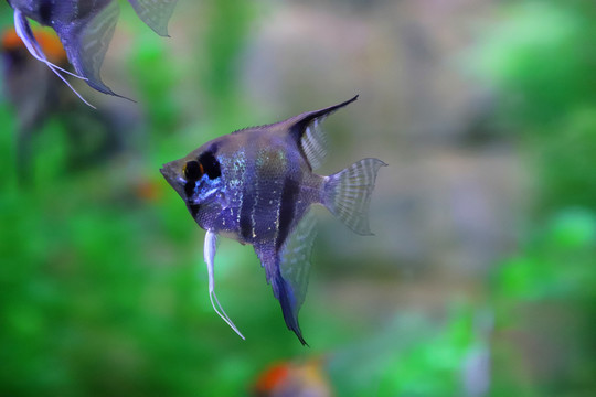 燕子魚