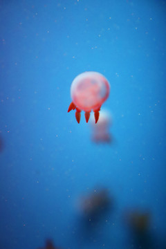 海蜇水母