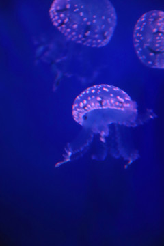 巴布亚硝水母