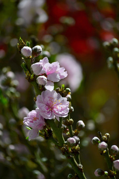 桃花