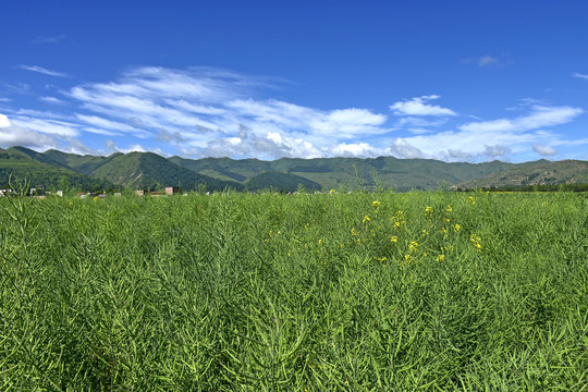 油菜熟了