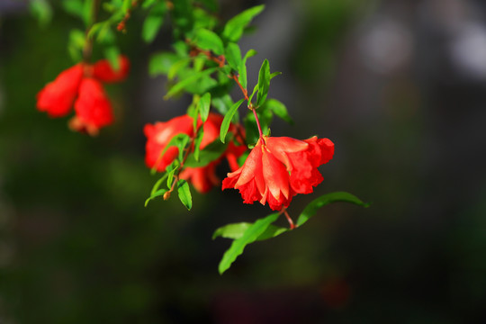 清晨阳光石榴花特写