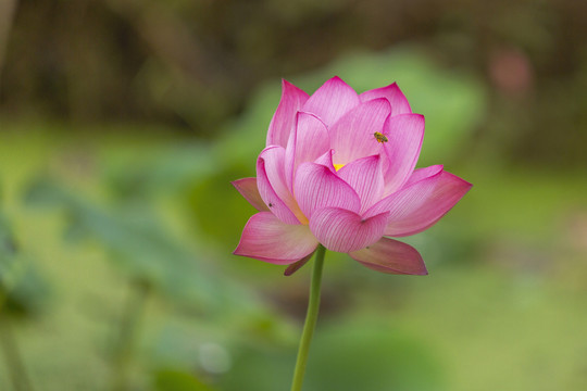 夏日荷花