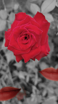 红唇玫瑰