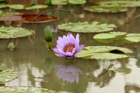 紫色莲花