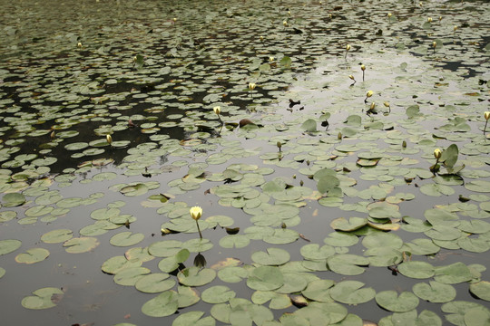 莲花池