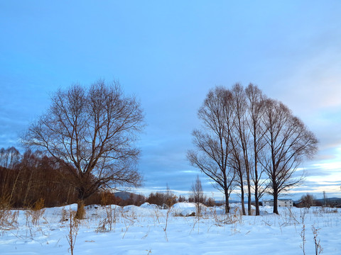雪原红柳景观