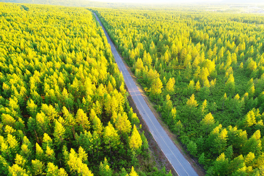 漠河林区松林公路