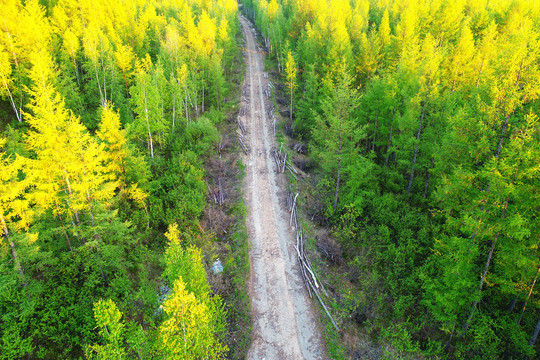 大兴安岭漠河森林山路