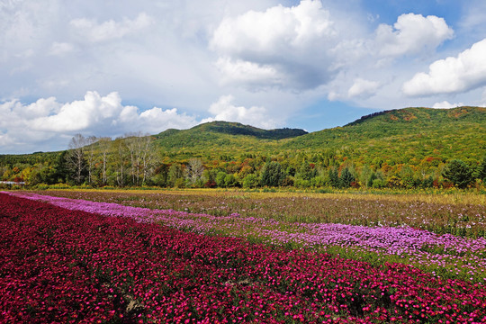 长白山秋山花田