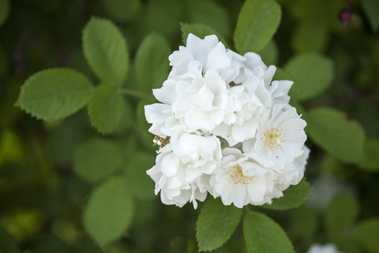 薔薇花